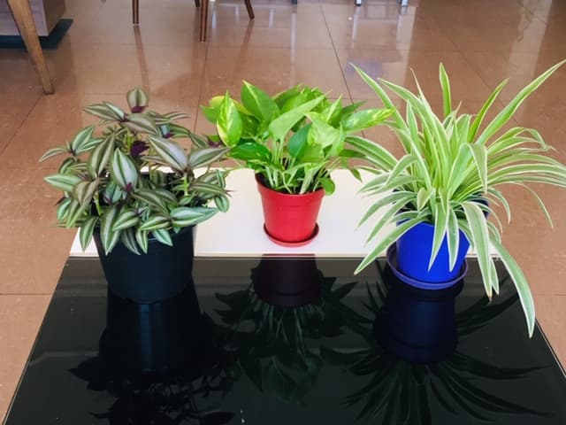 Indoor plants fo sale image 1