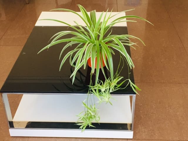 Indoor Plants for sale-01 image 1