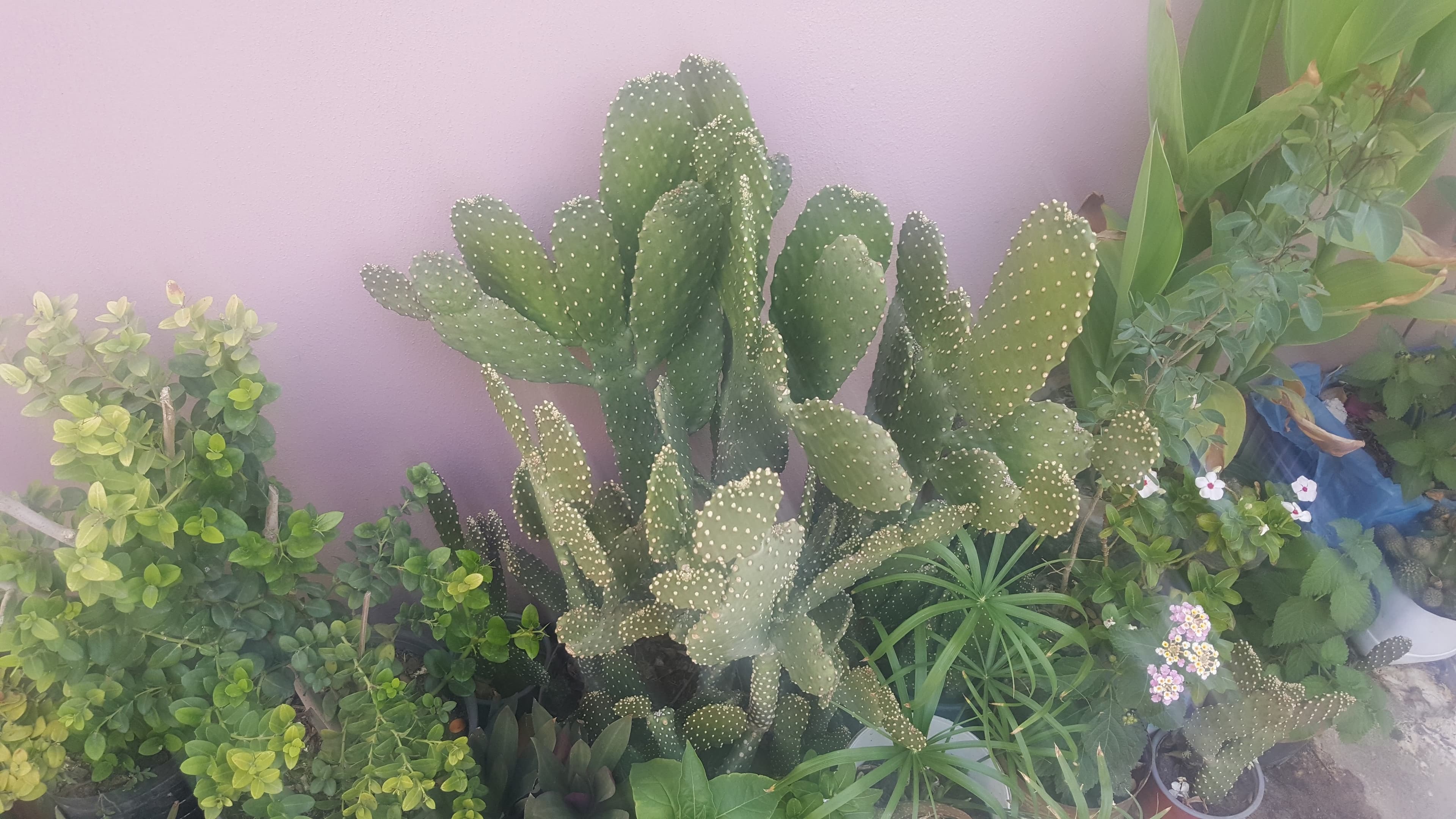 Beautiful Healthy Plants - For Sale in Bahrain