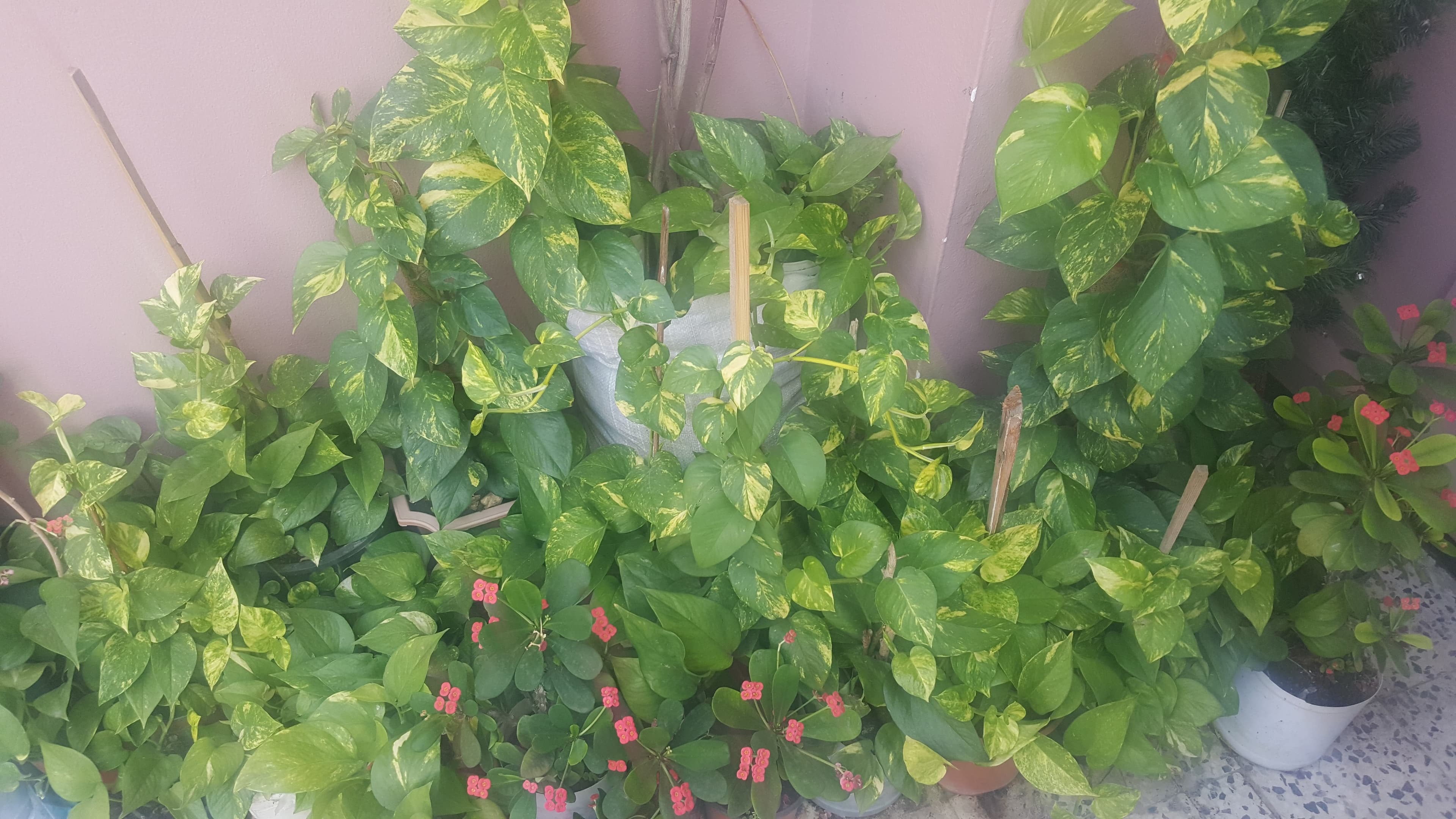 Beautiful Healthy Plants image 2