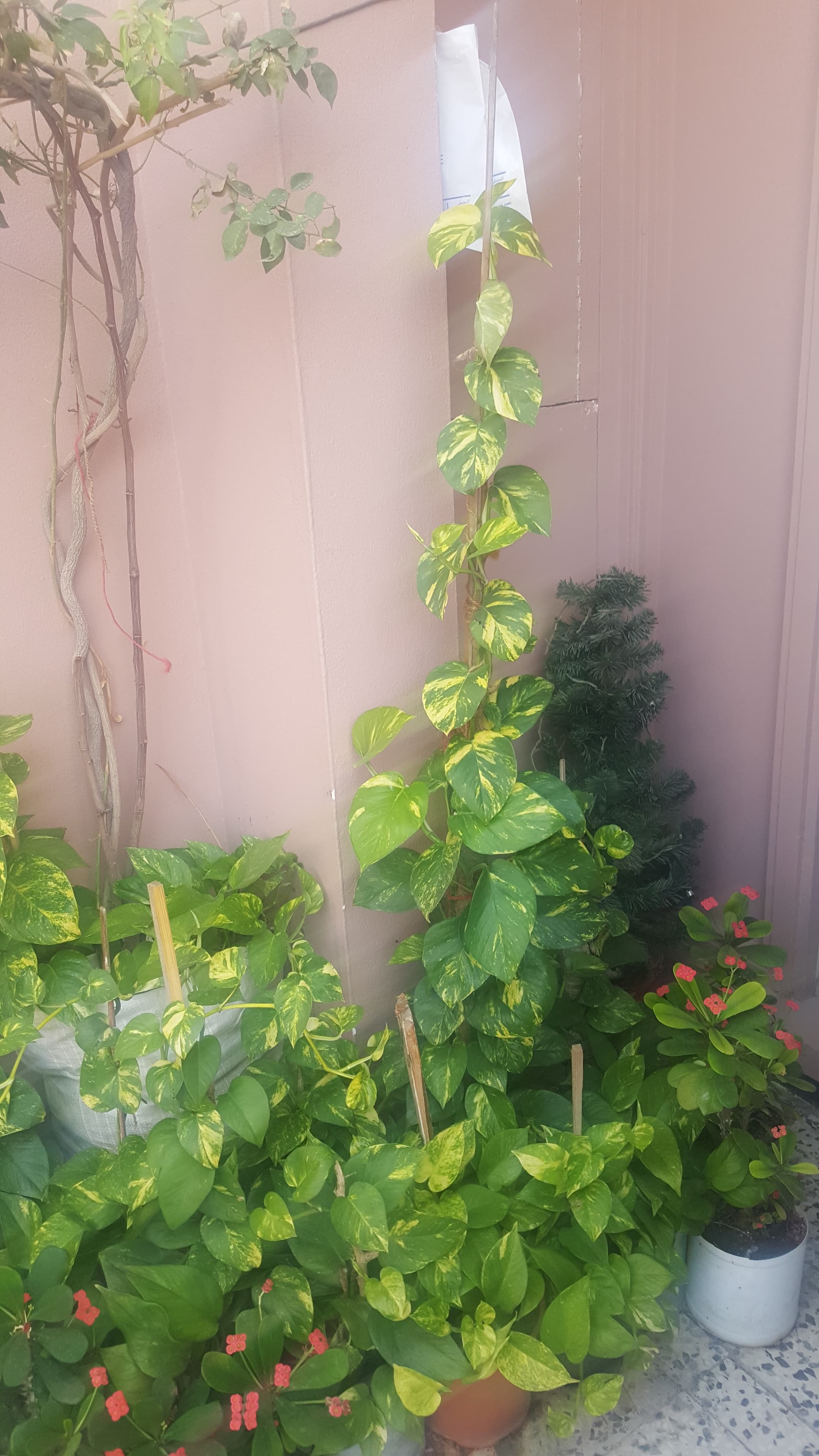 Beautiful Healthy Plants image 3