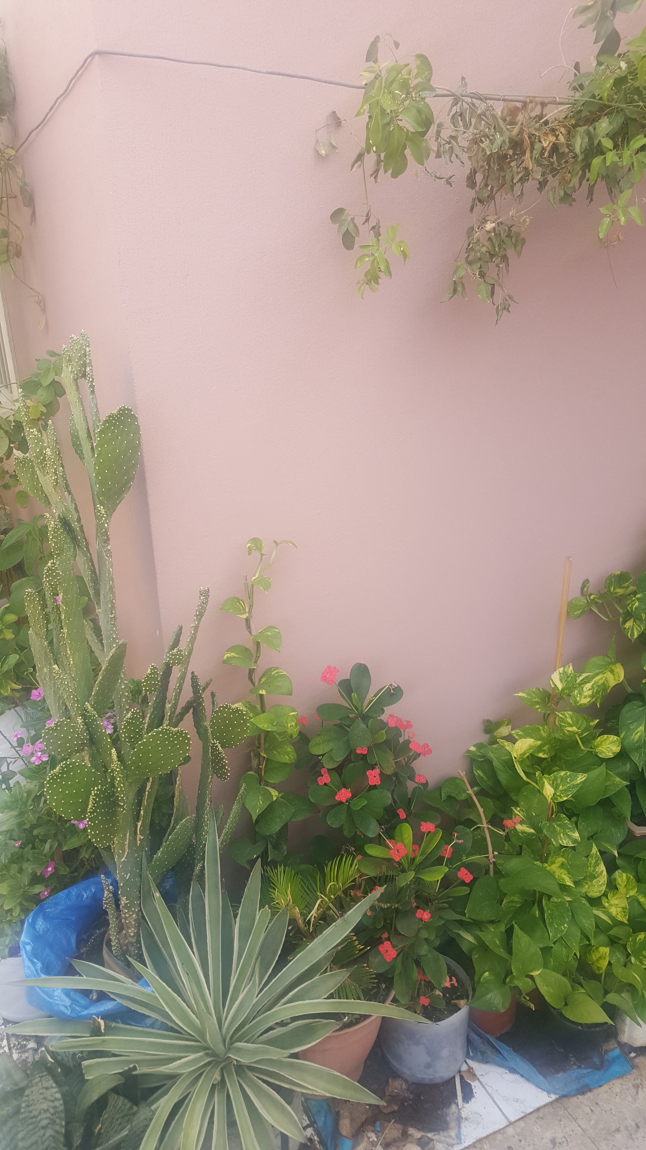 Beautiful Healthy Plants image 4