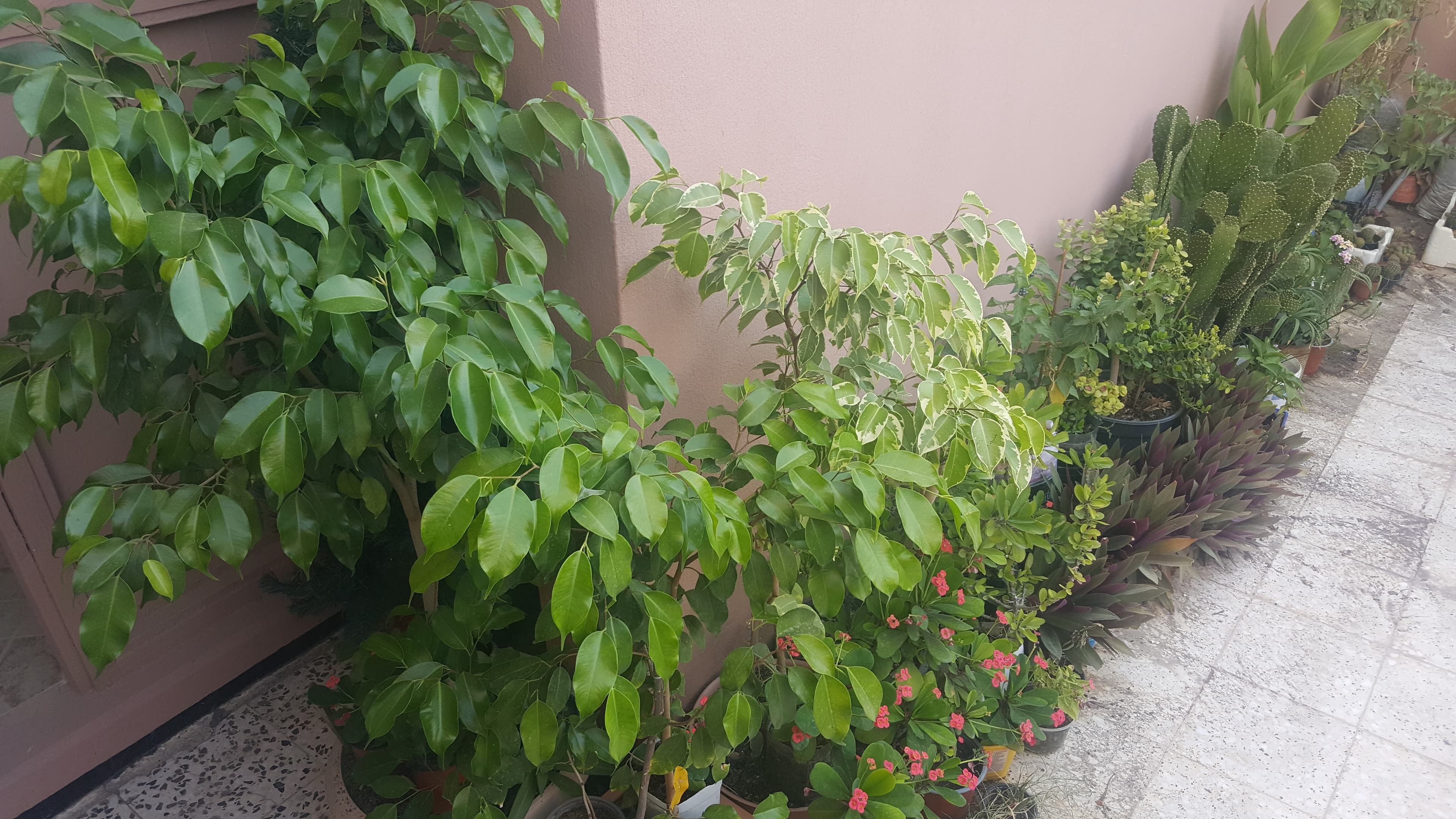 Beautiful Healthy Plants image 5