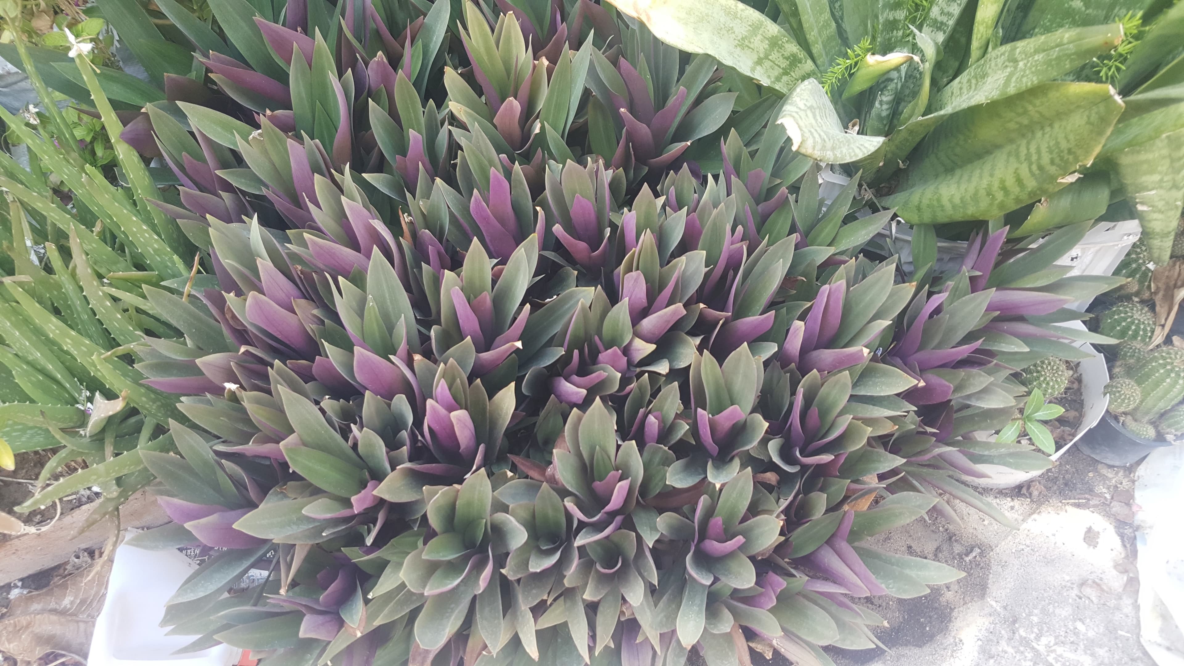 Beautiful Healthy Plants image 6