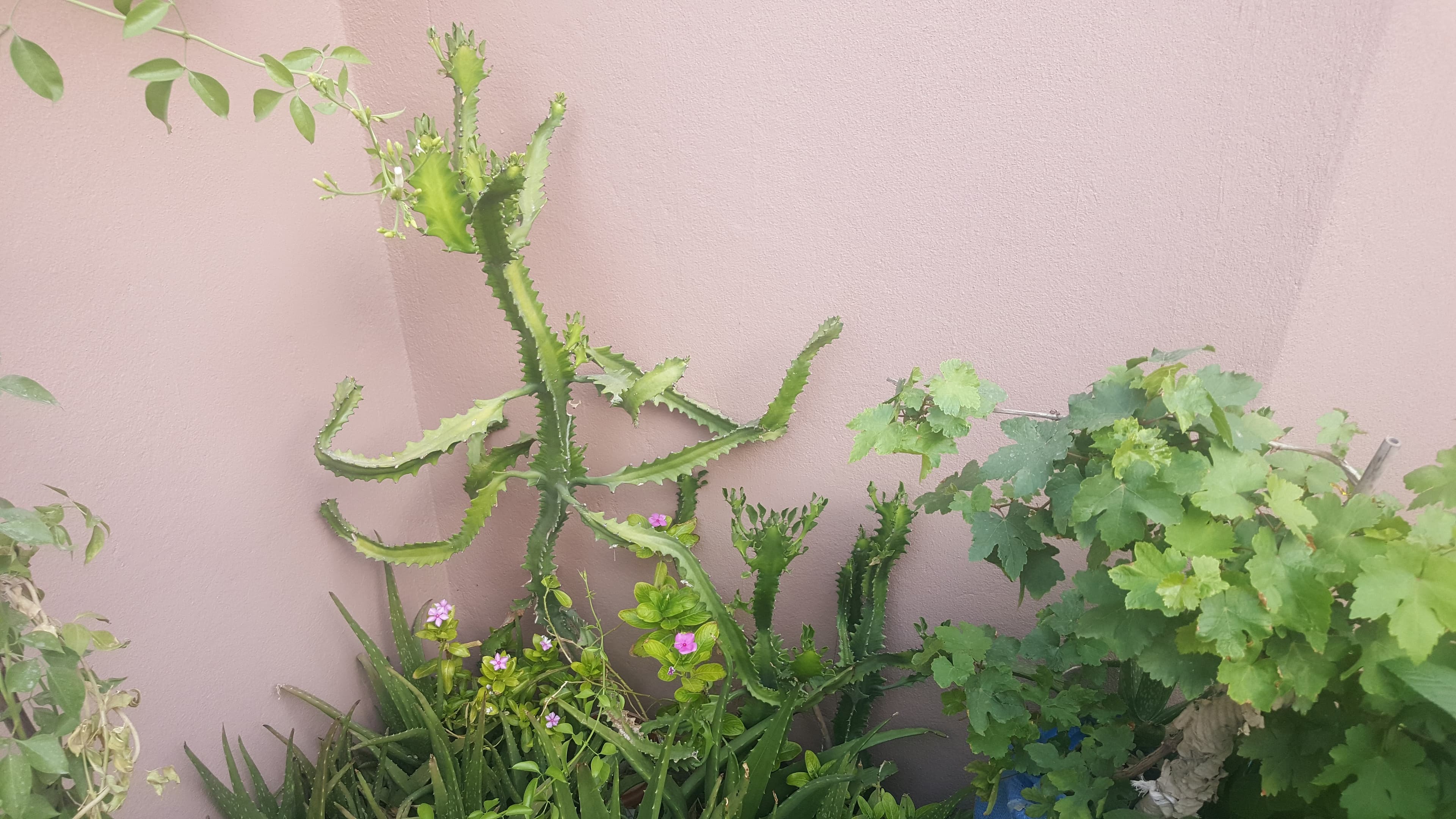 Beautiful Healthy Plants image 7