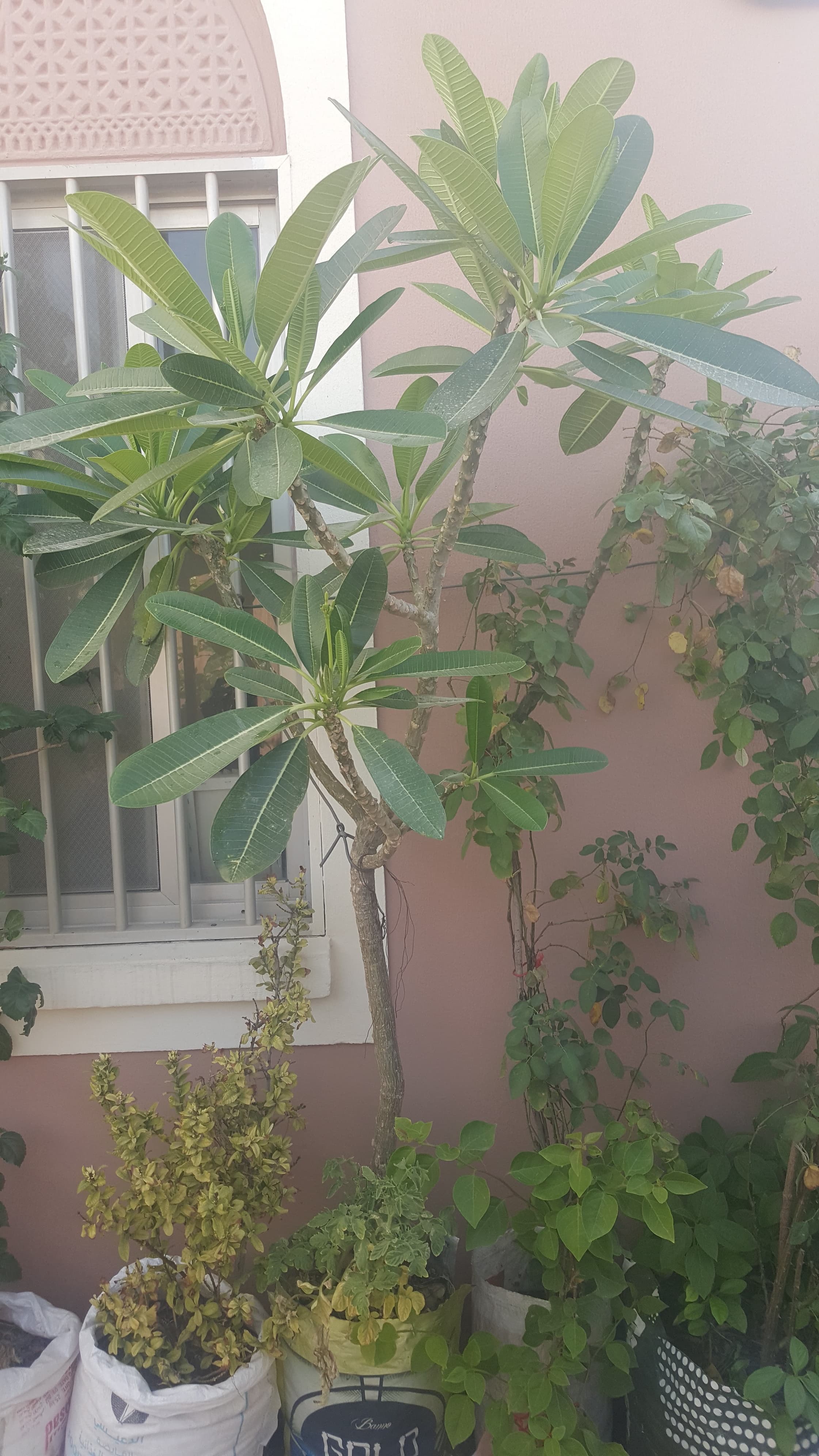 Beautiful Healthy Plants image 8