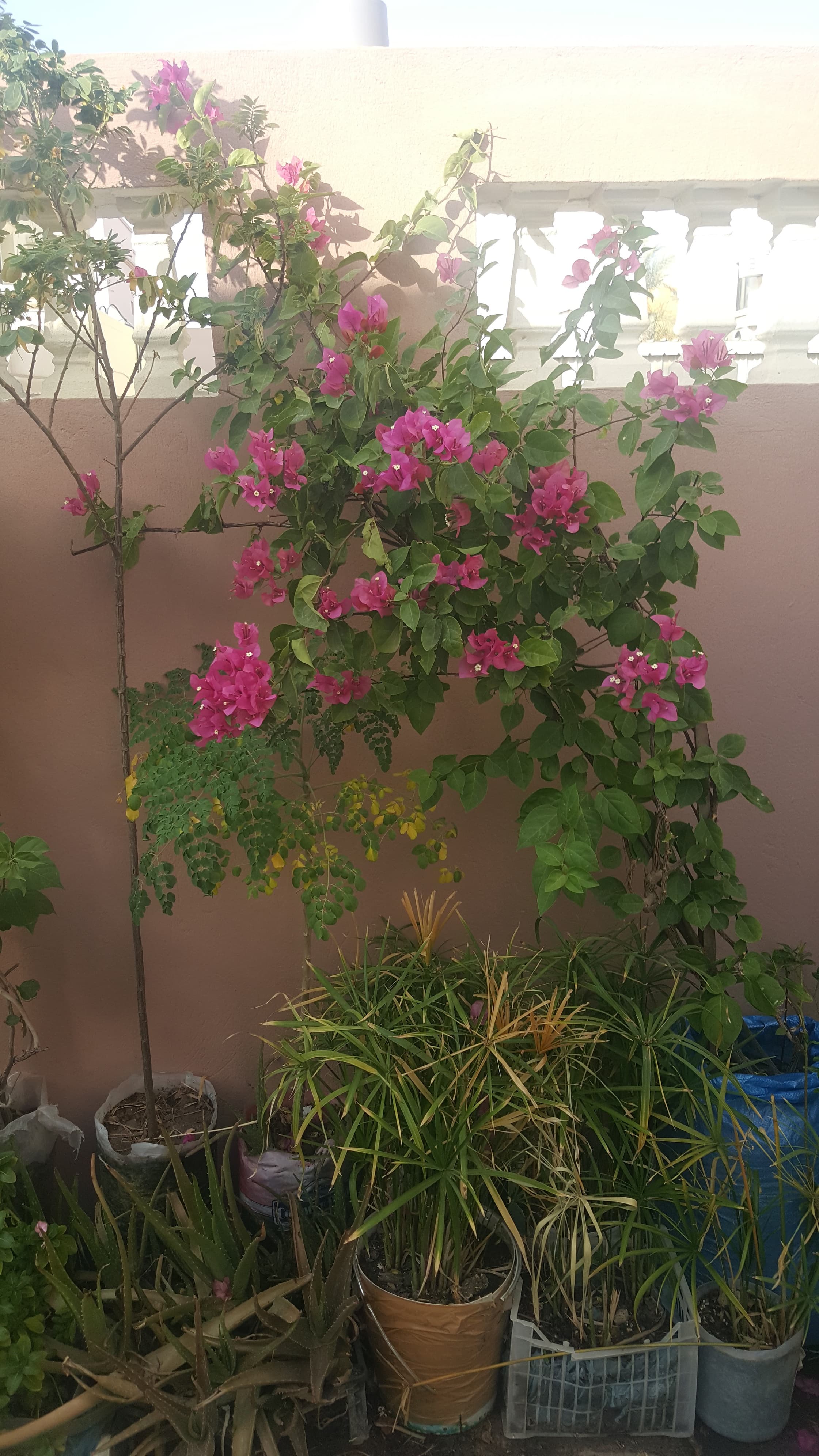 Beautiful Healthy Plants image 9