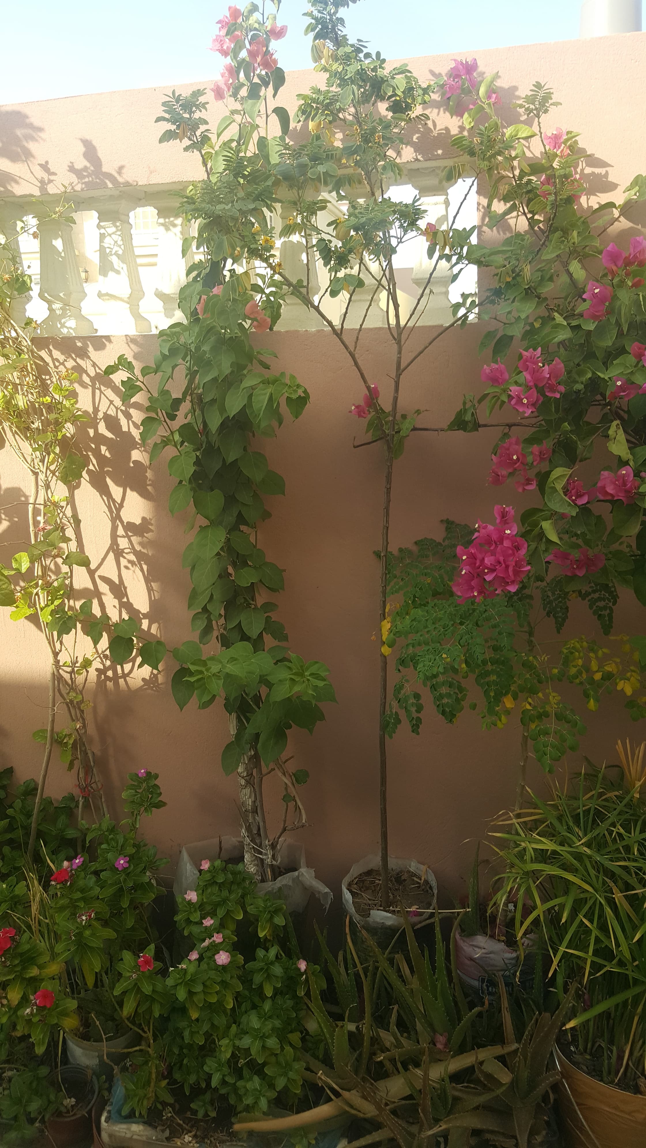 Beautiful Healthy Plants image 10
