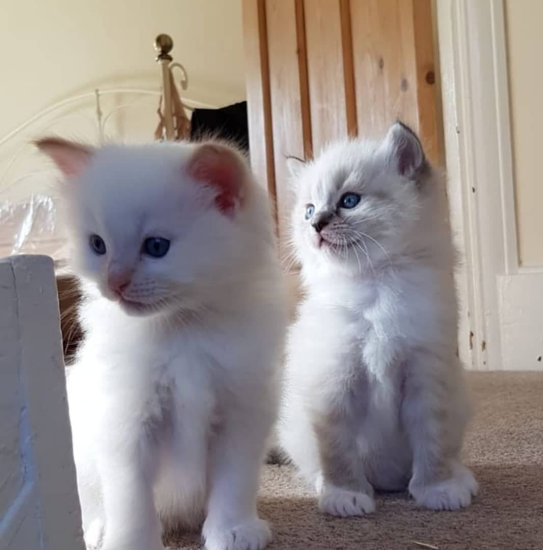 Rag doll kittens image 2