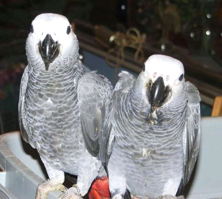 parrots image 2
