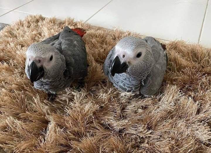 parrots image 1