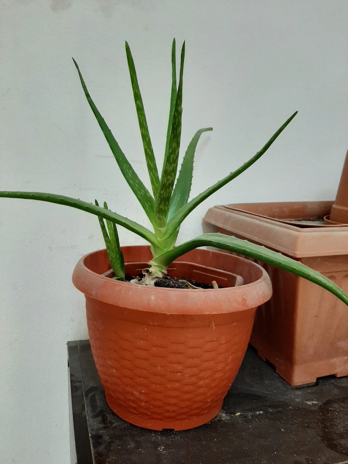 Aloe vera image 1