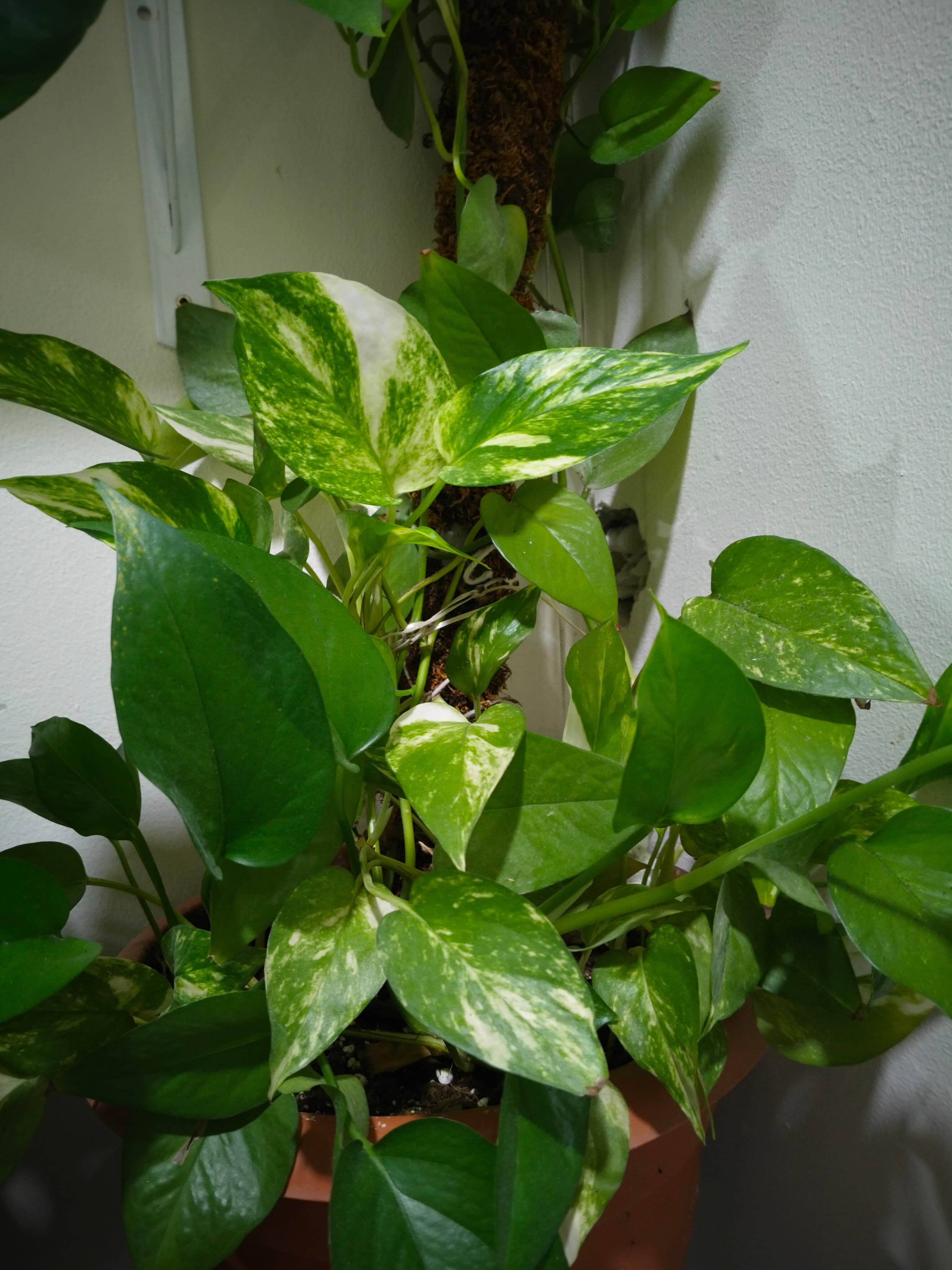 Plants  - For Sale in Bahrain