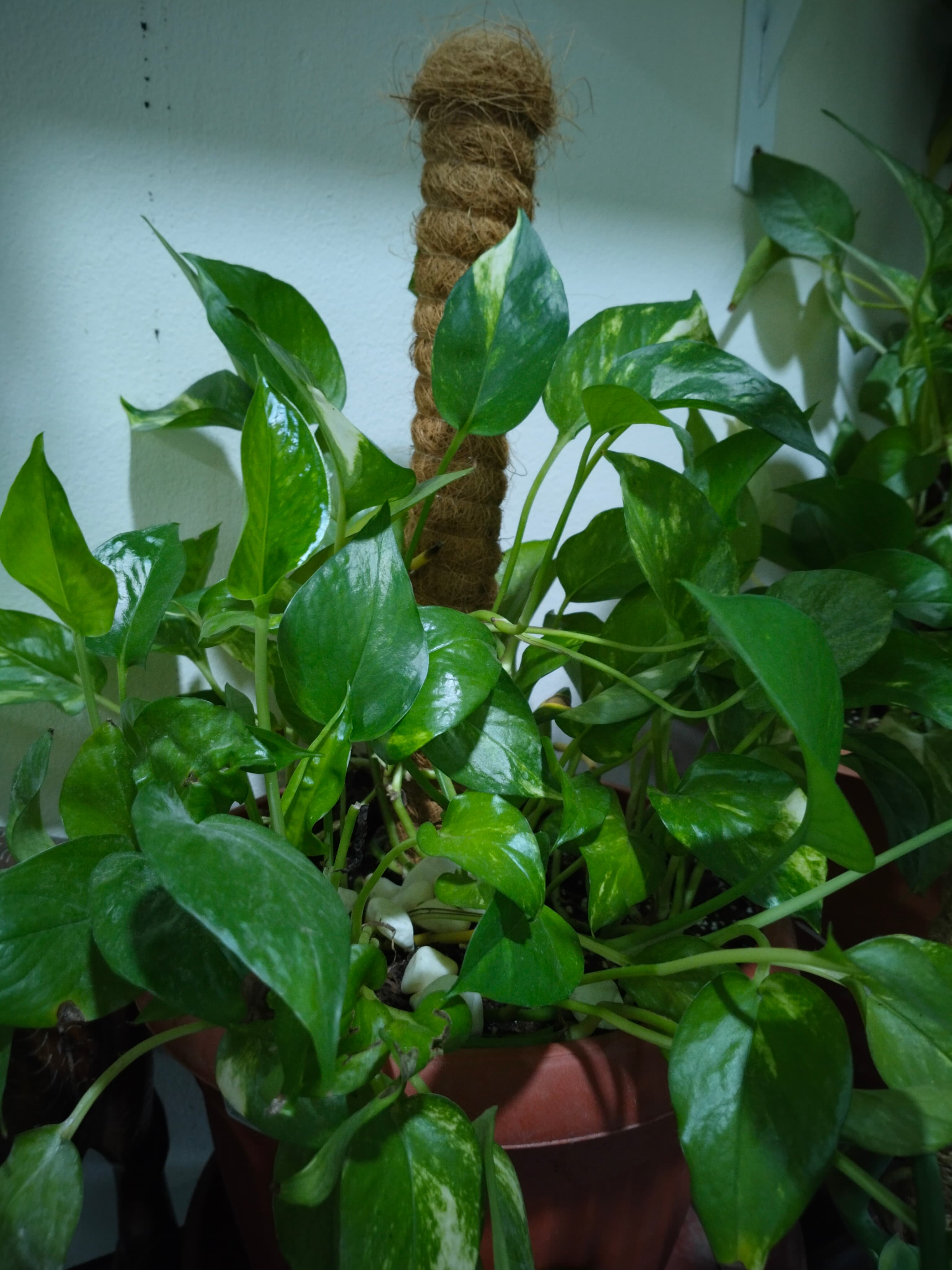 Plants  image 2
