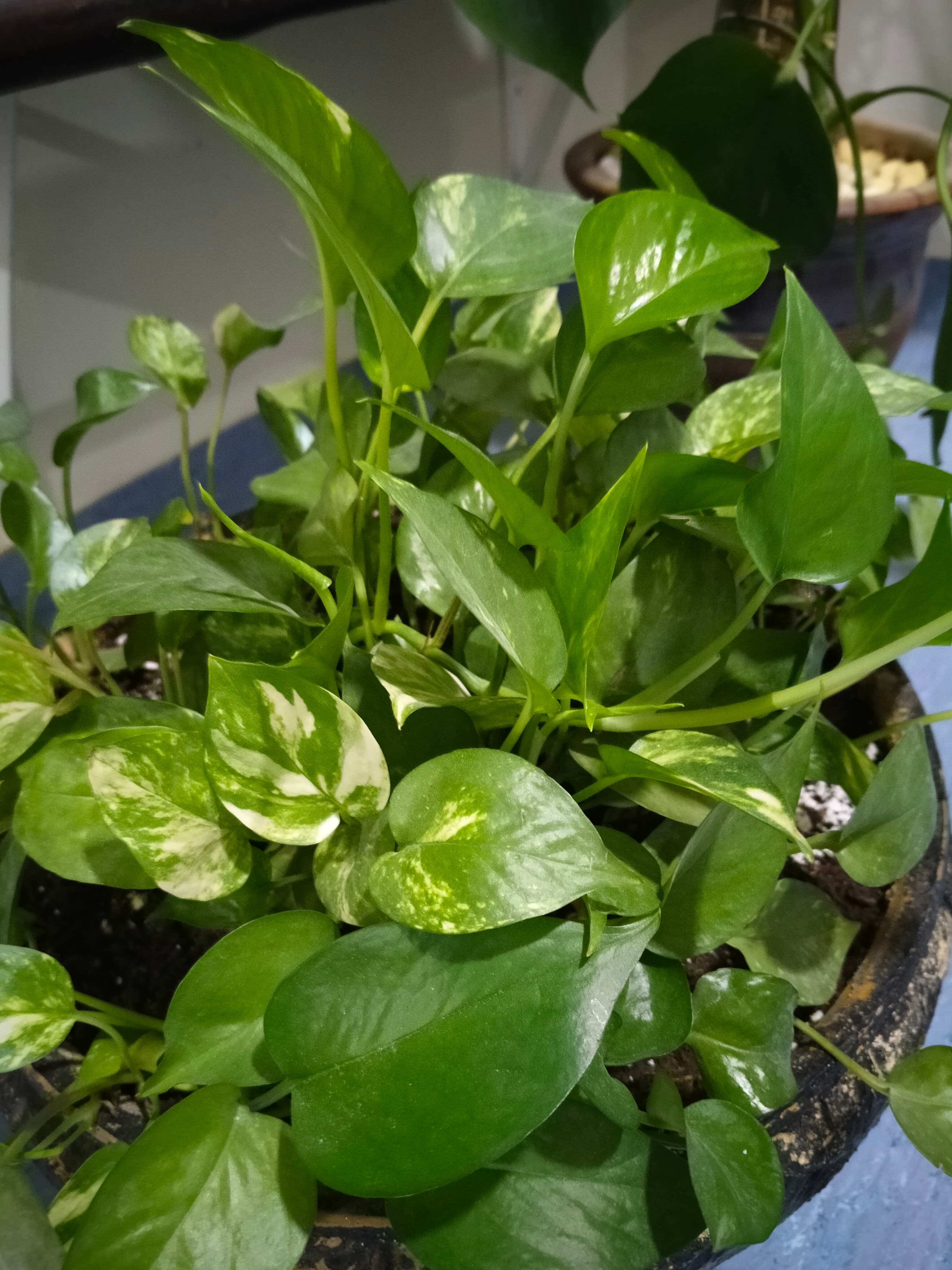 Plants  image 3