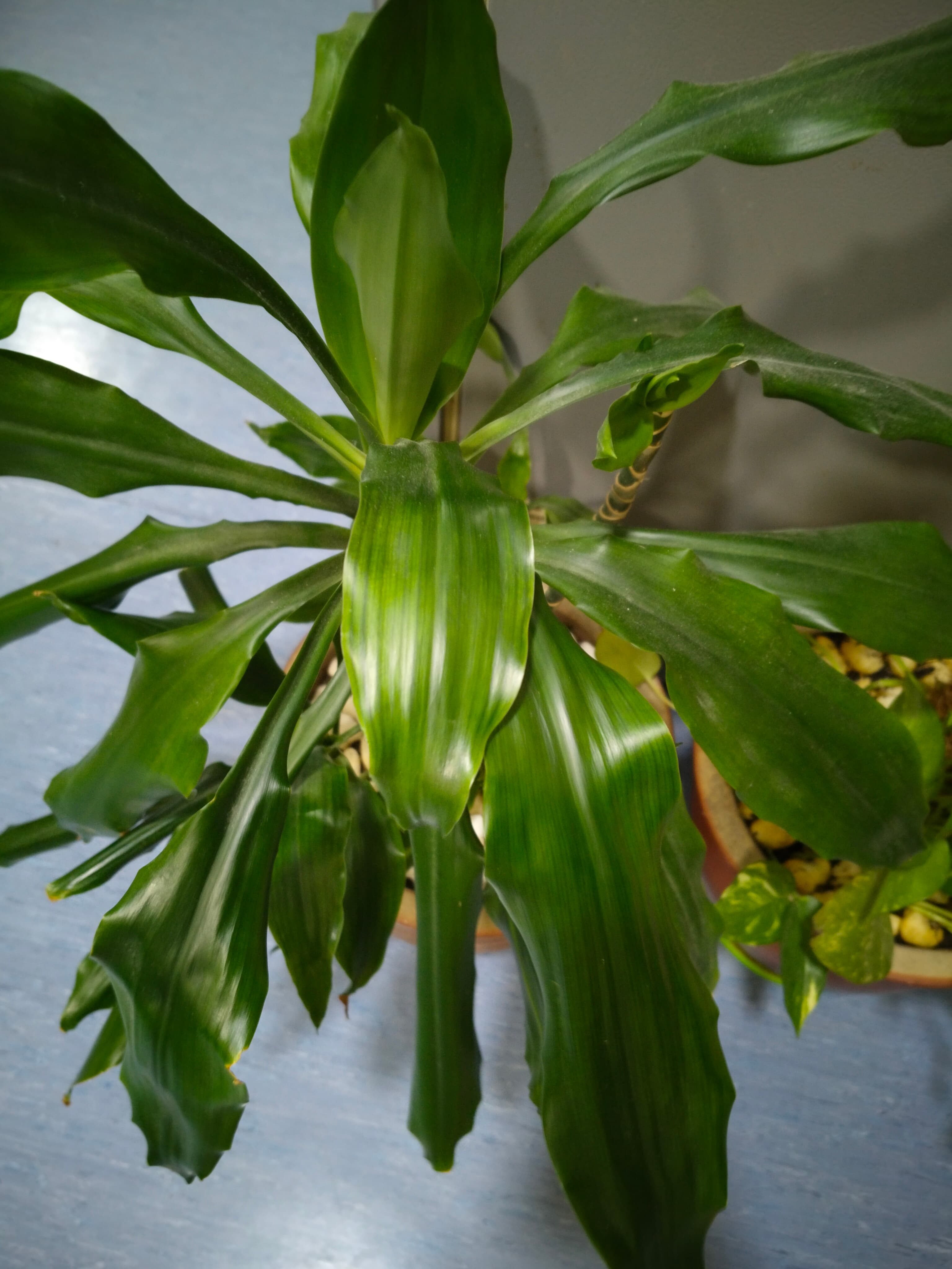 Plants  image 4