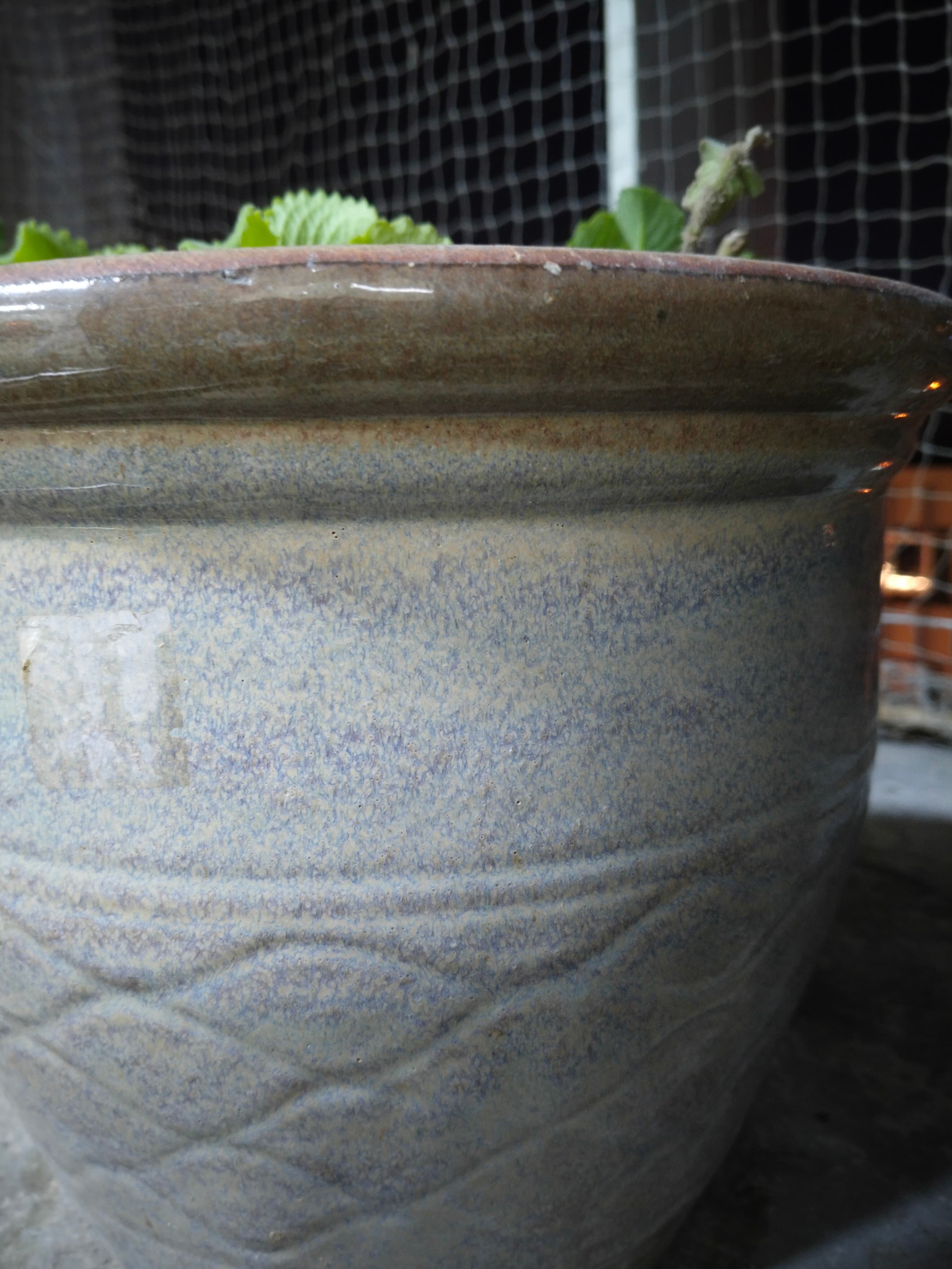 Plants  image 6
