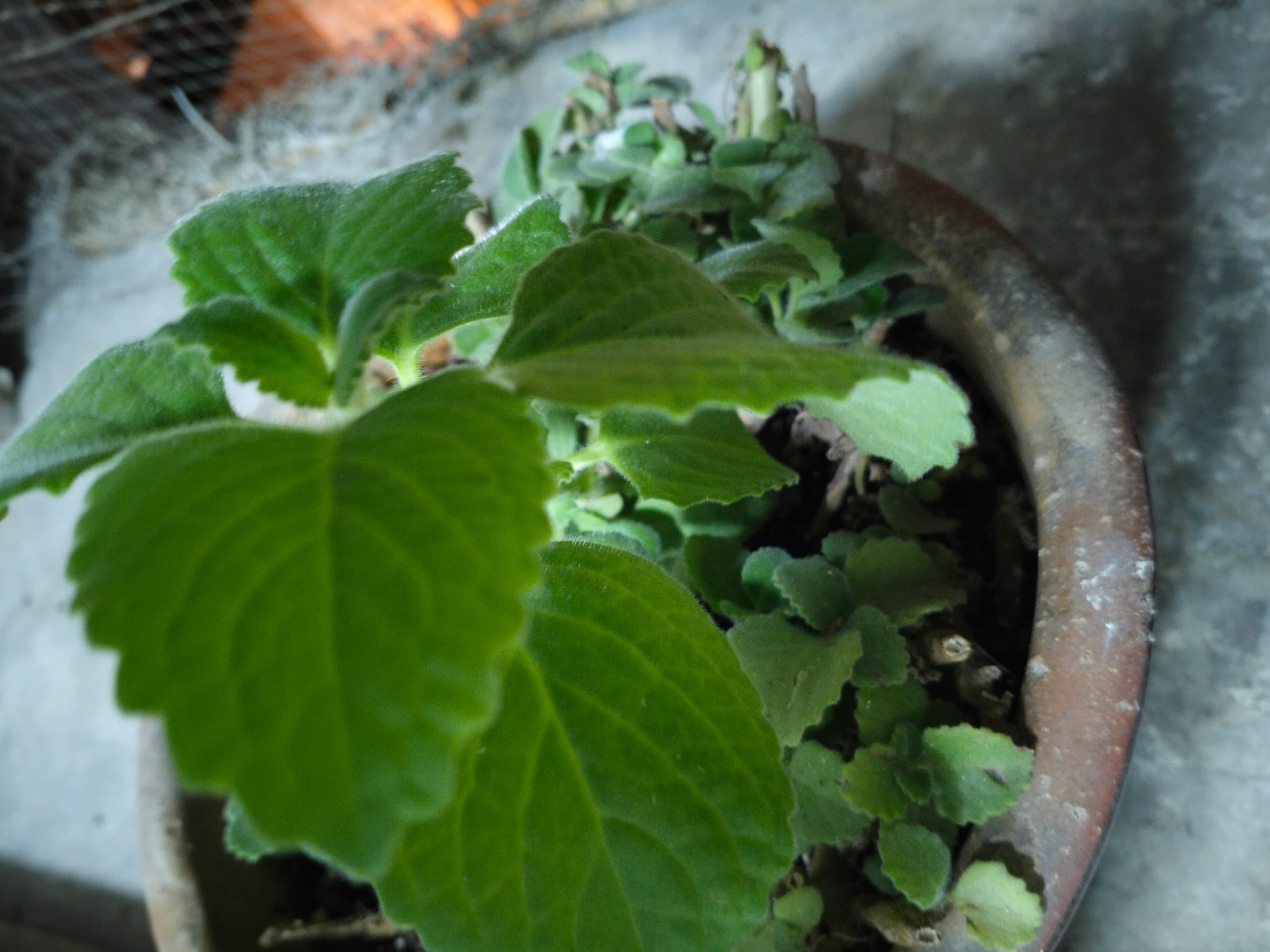 Plants  image 5
