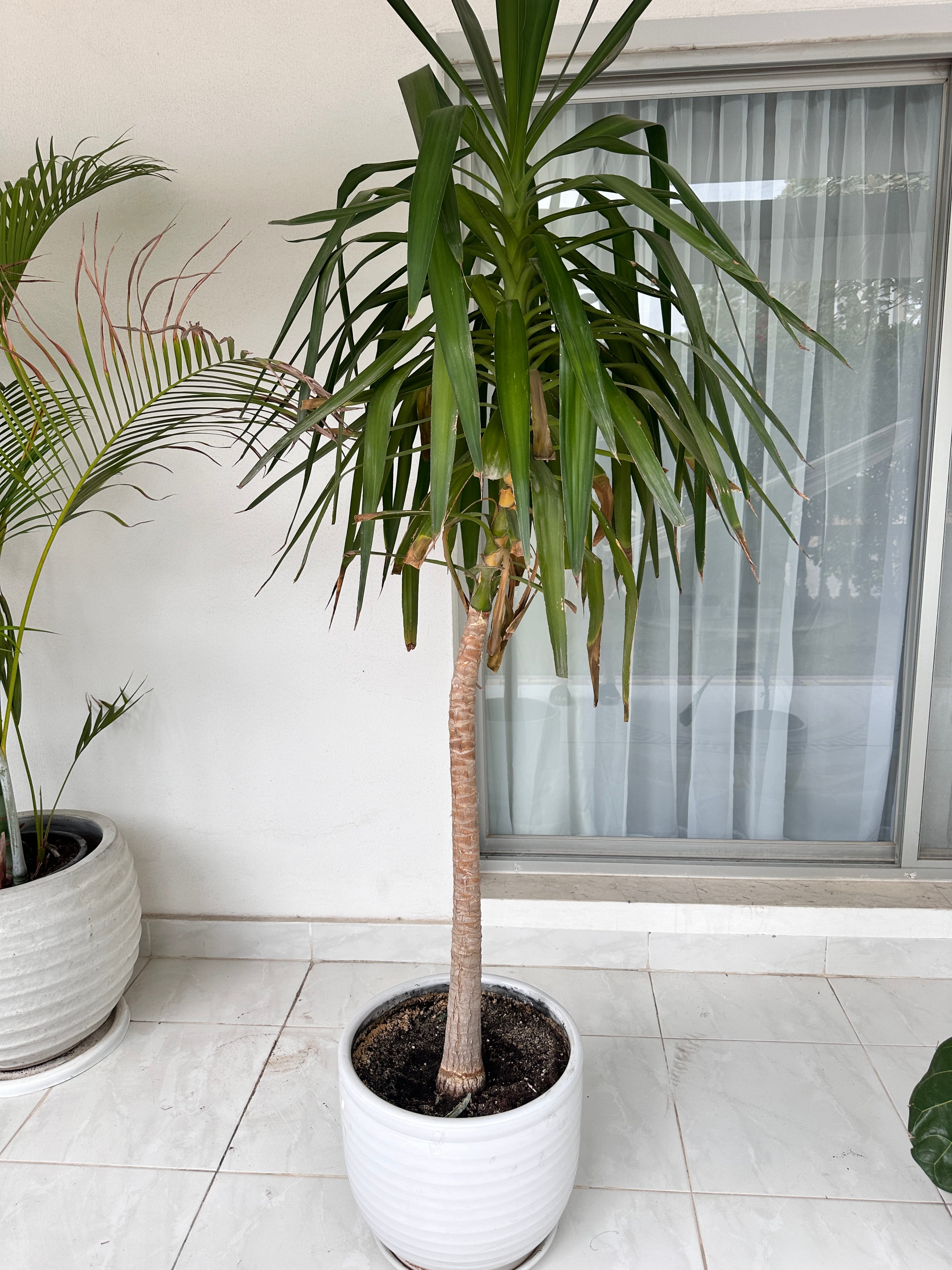 Indoor & outdoor plants  image 5