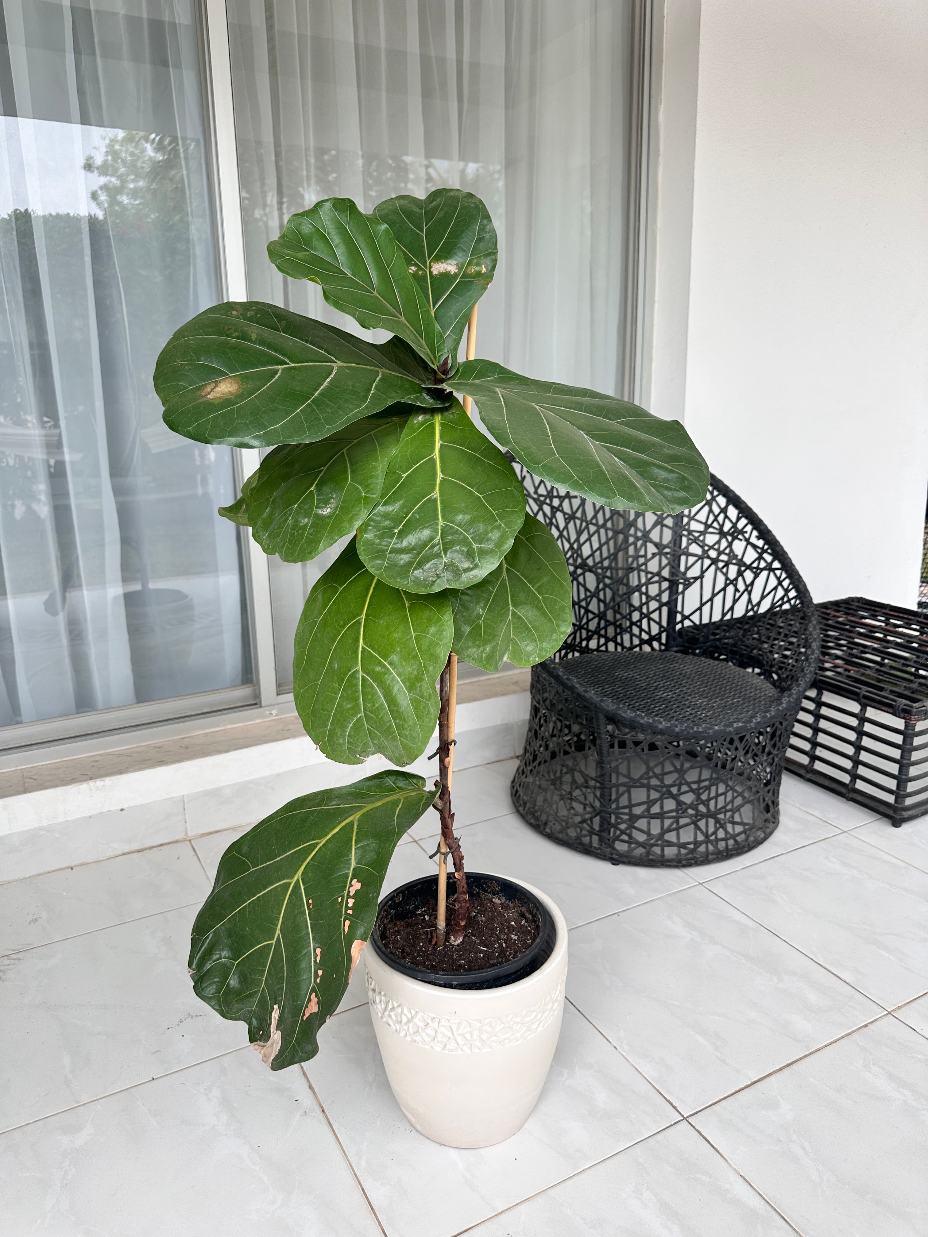 Indoor & outdoor plants  image 4
