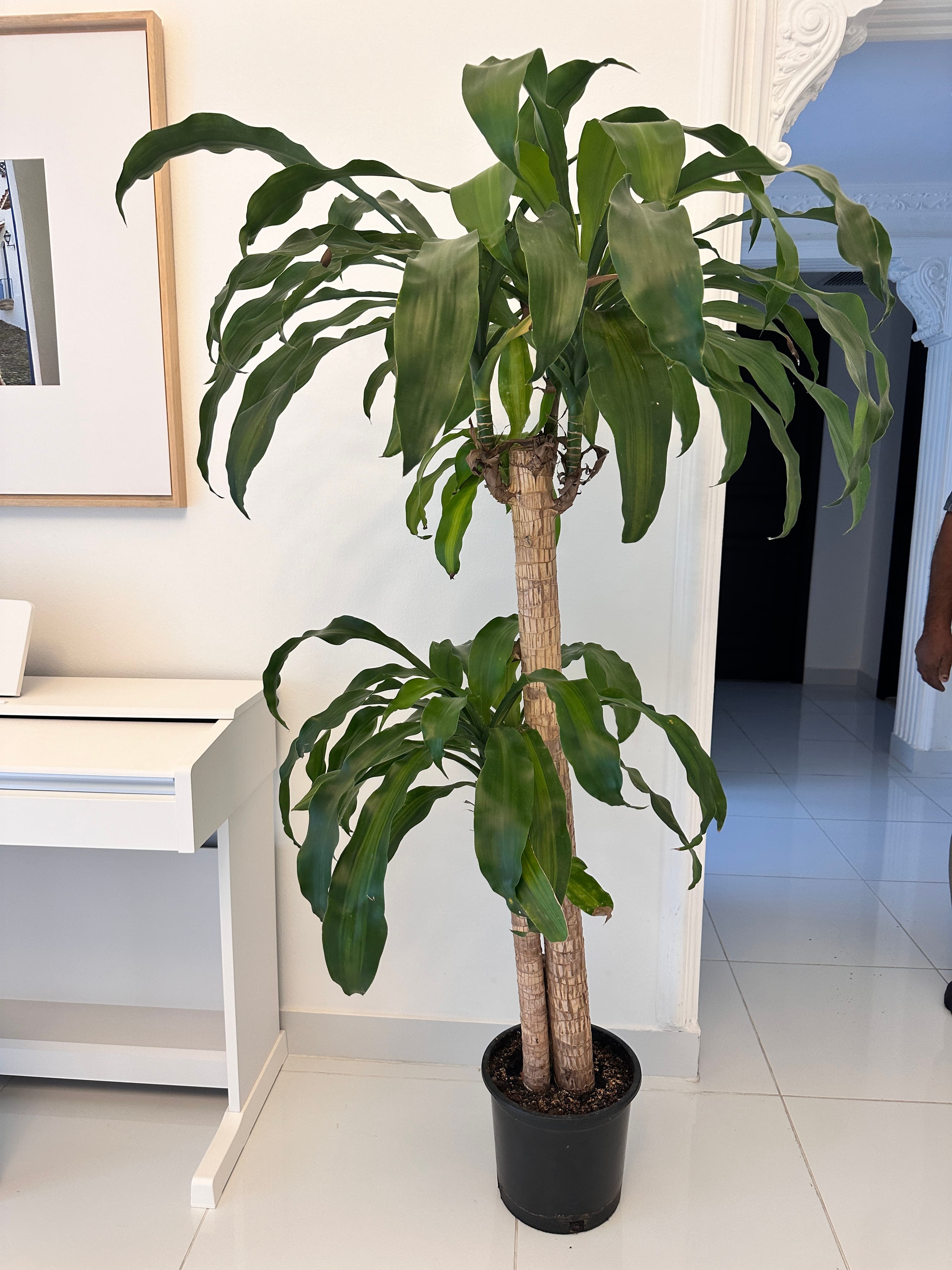 Indoor & outdoor plants  image 3