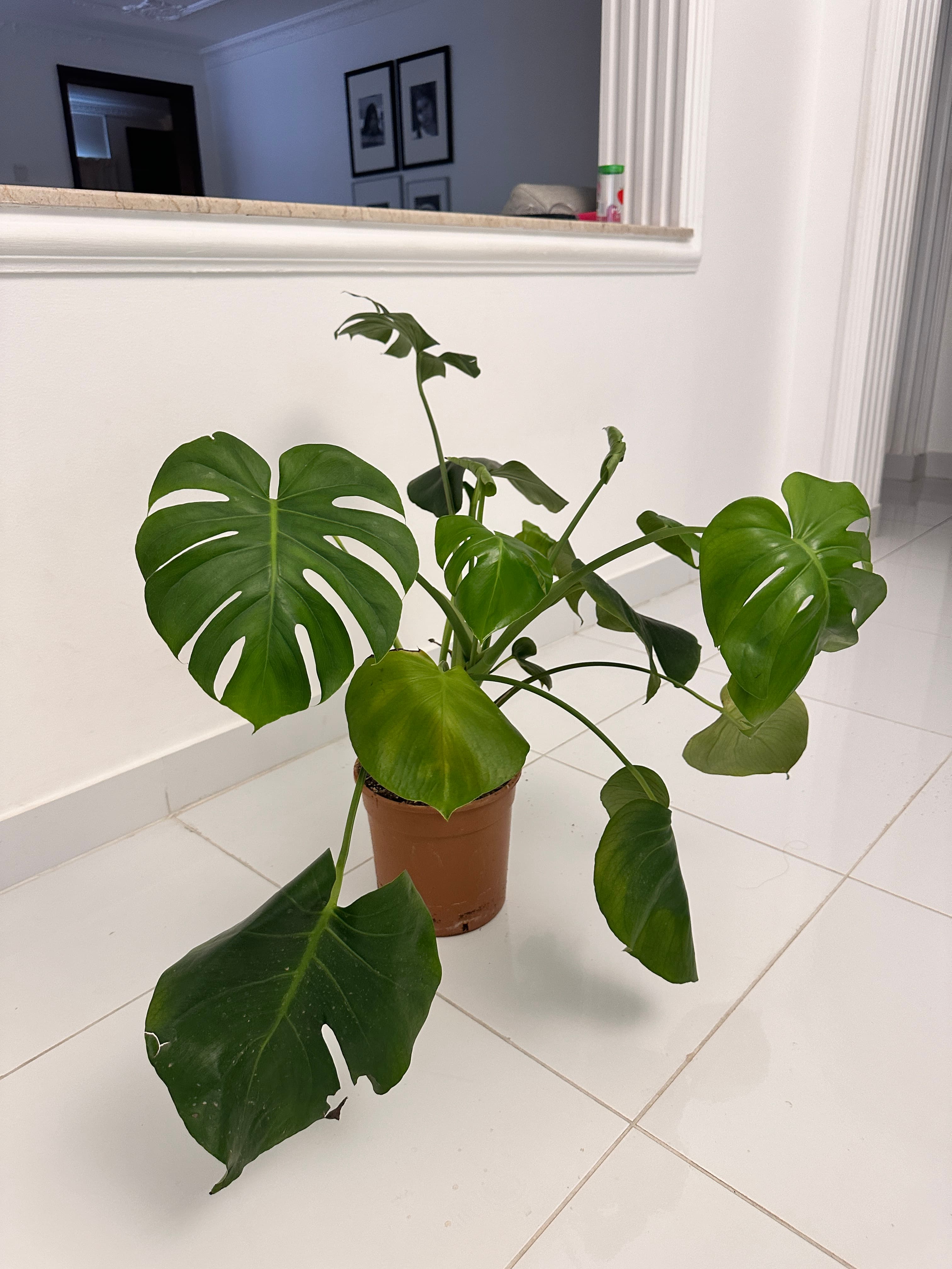 Indoor & outdoor plants  image 1