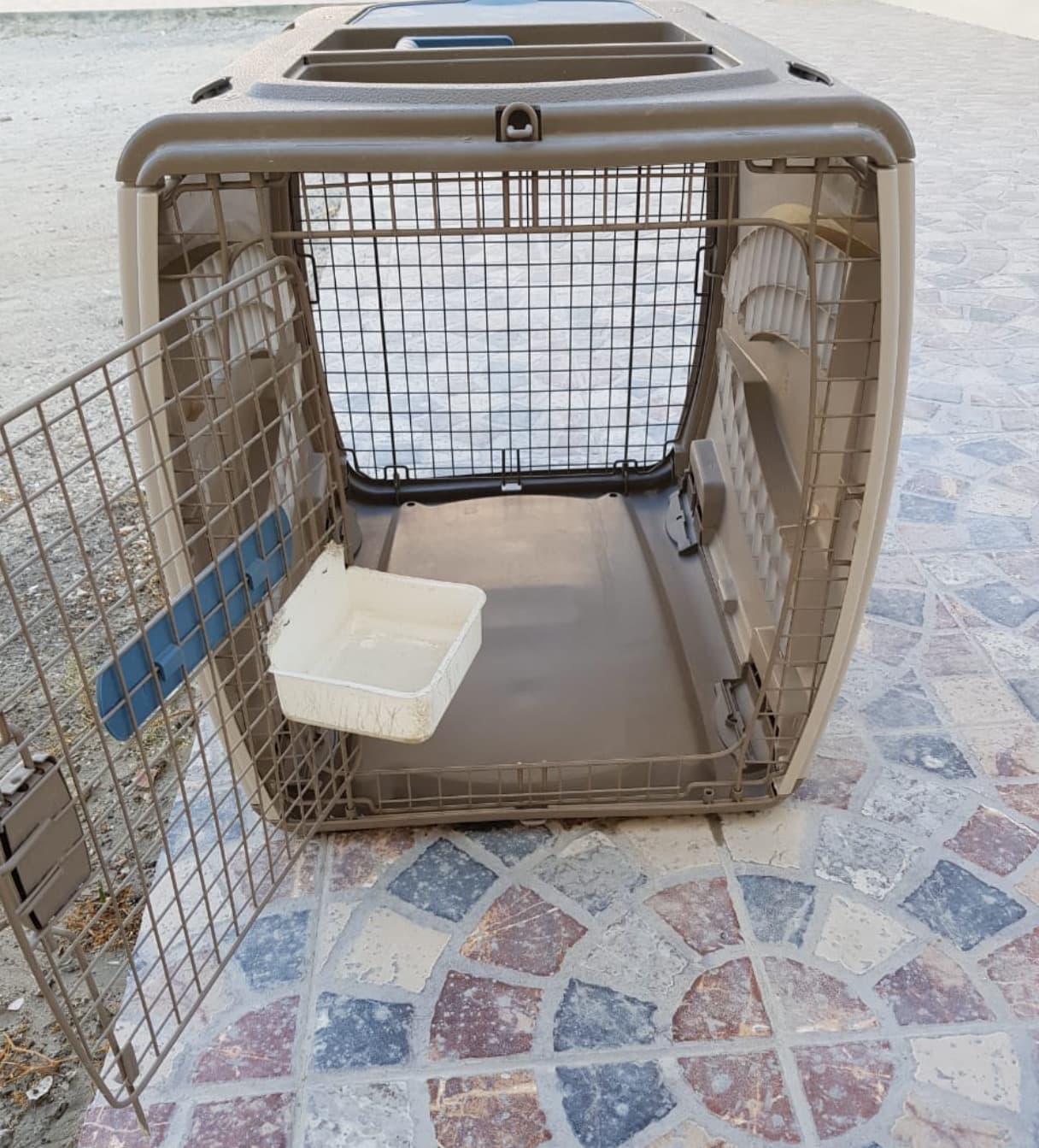 Dog  C image 1