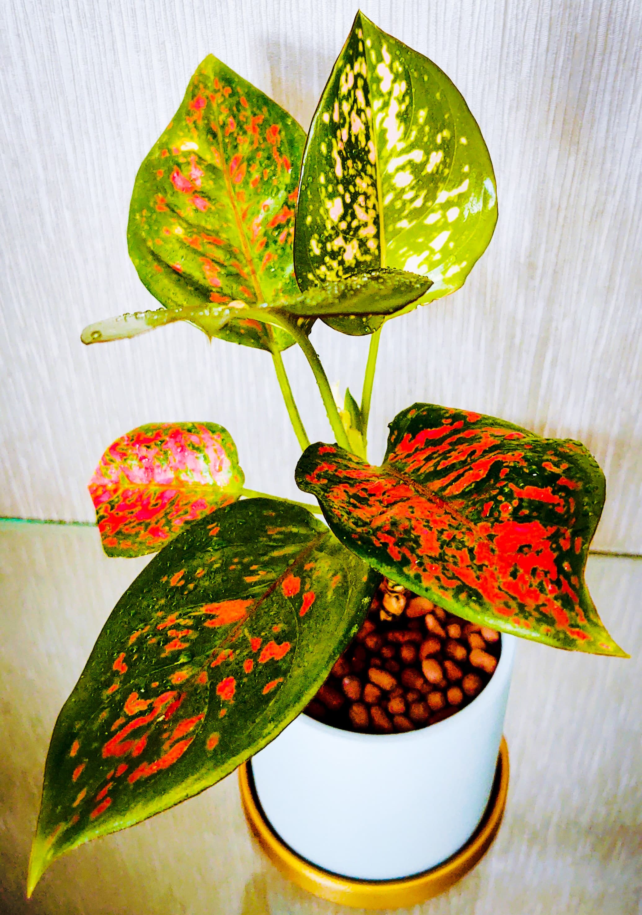 Aglaonema Plant & Ceramic Pot - For Sale in Bahrain
