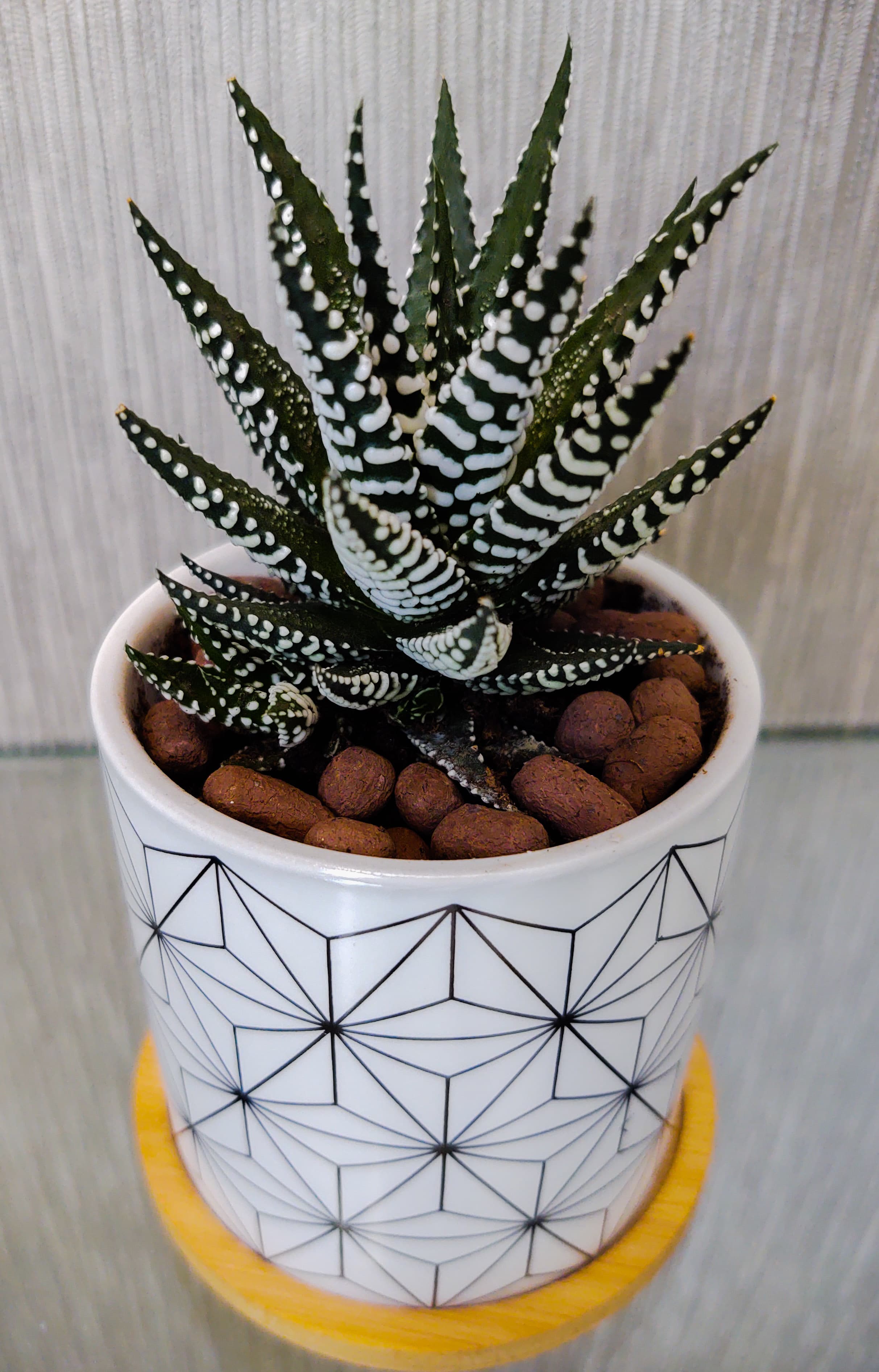 ZebraCactus Plant & Ceram. Pot image 1