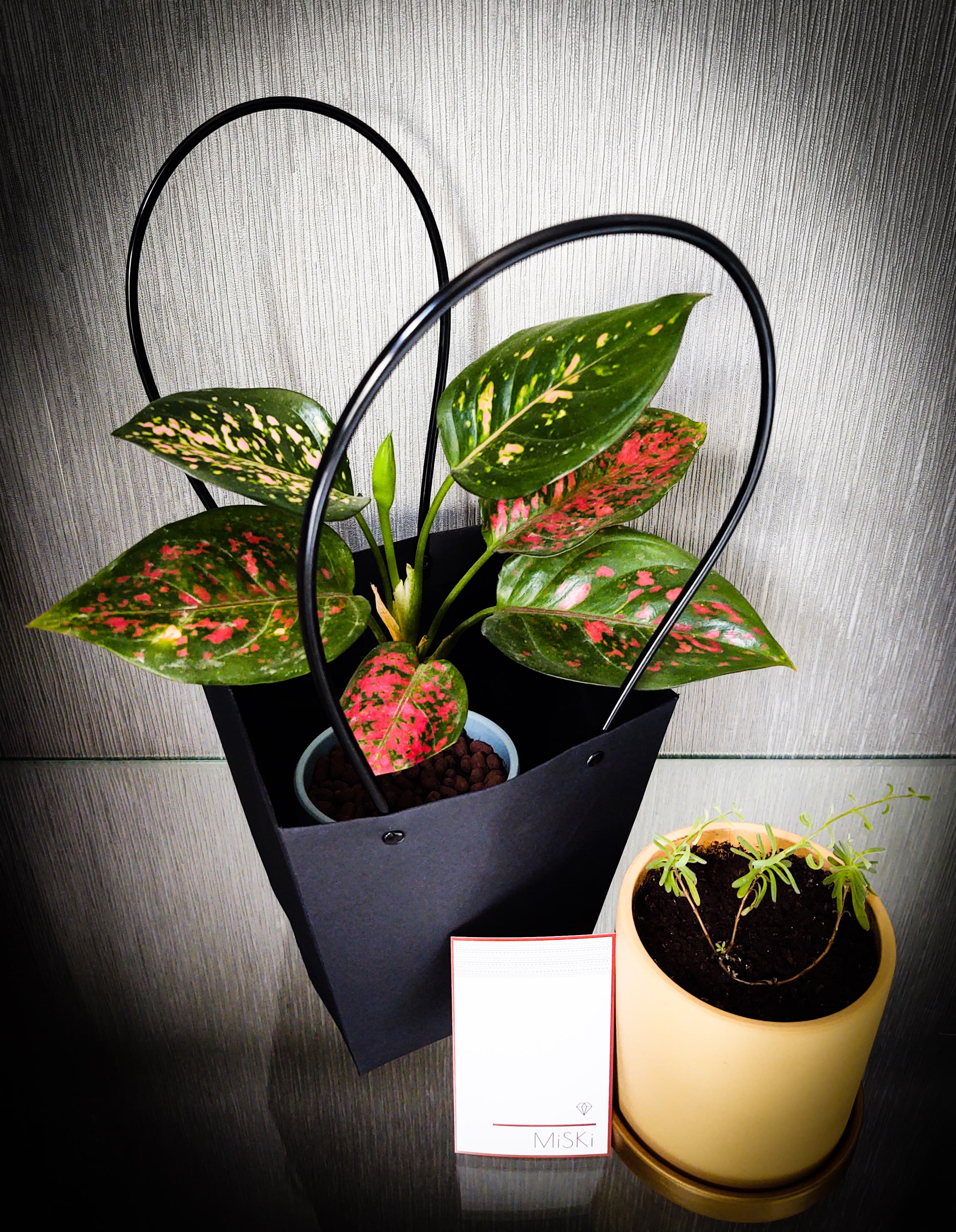 Aglaonema Plant & Ceramic Pot image 3