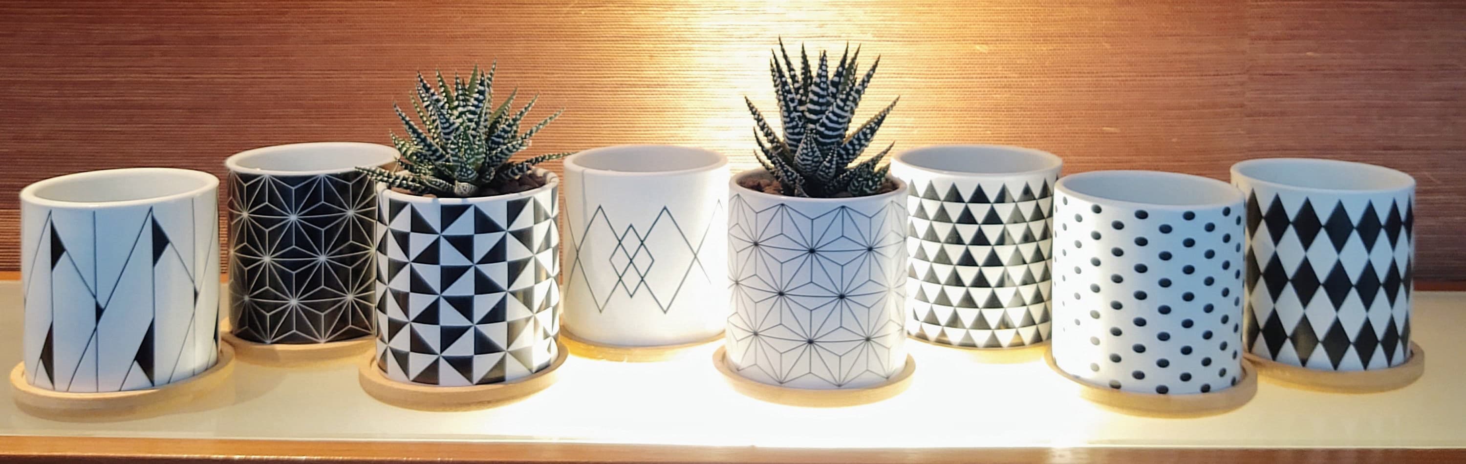 ZebraCactus Plant & Ceram. Pot image 2