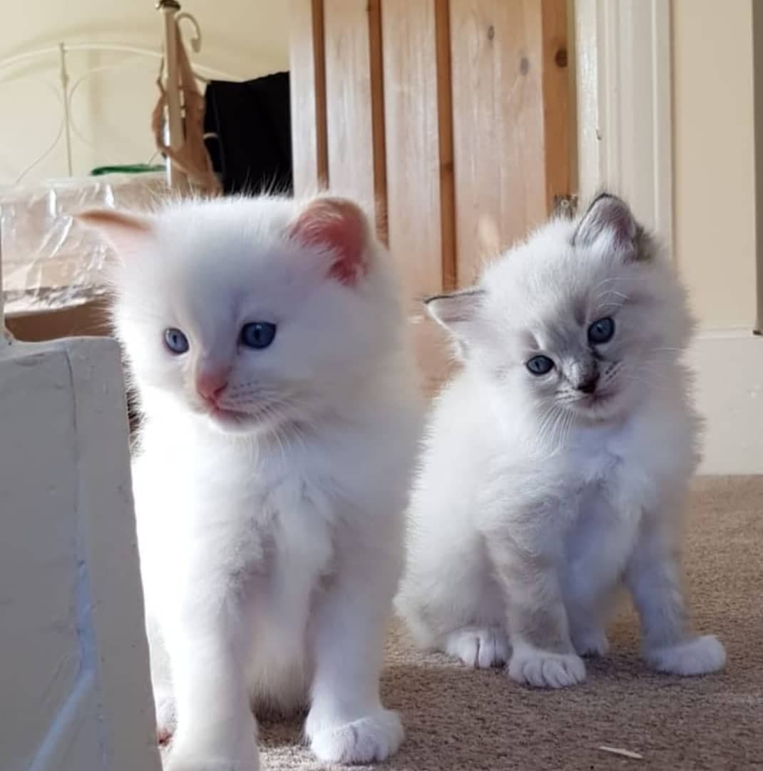 Rag doll kittens image 1