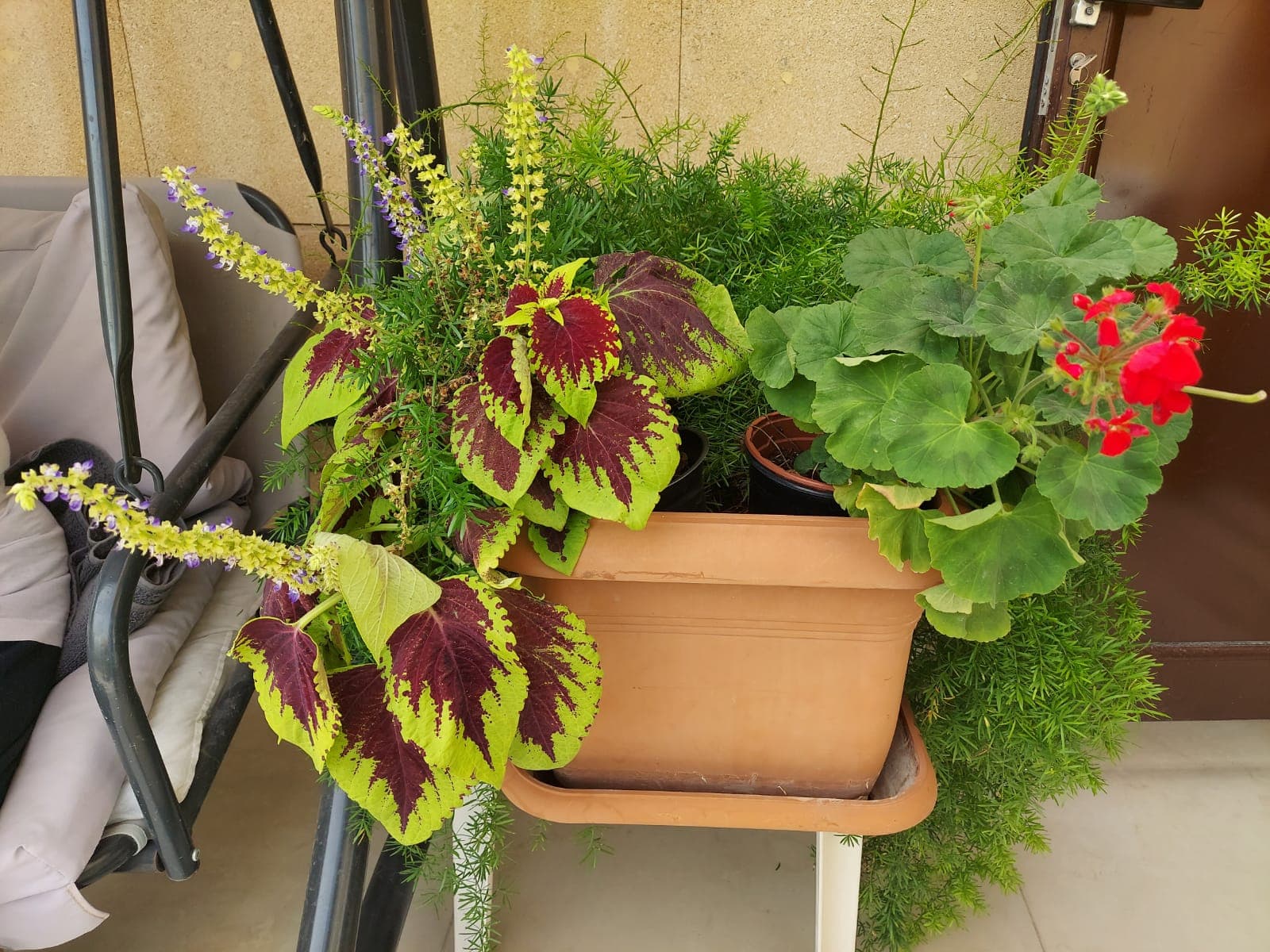 Healthy plants - For Sale in Bahrain